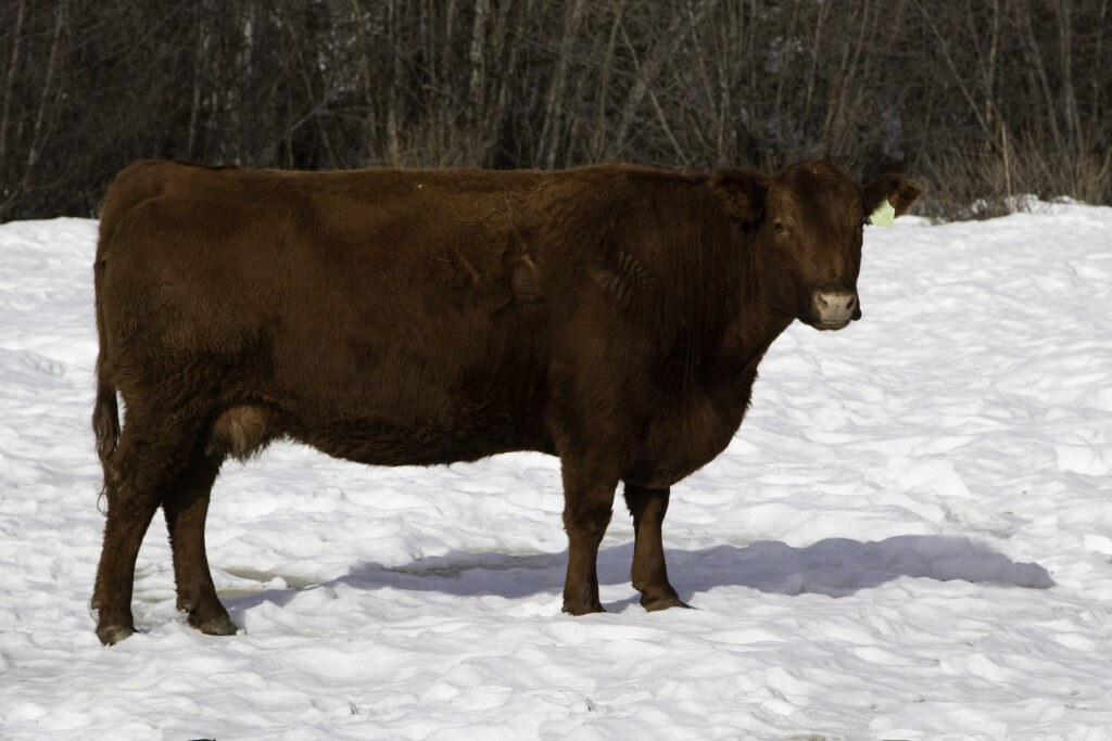 This is the cow 29Y, dam to Red Rox Guy Smiley 74G – Lot 45 of the 2021 Sale Bulls.